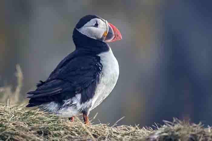 Frailecillo o Puffin - reserva natural de Dyrhólaey - Islandia 1.jpg